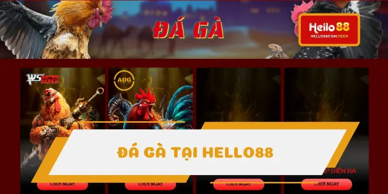 Đá gà cập nhật hàng trăm trận từng ngày